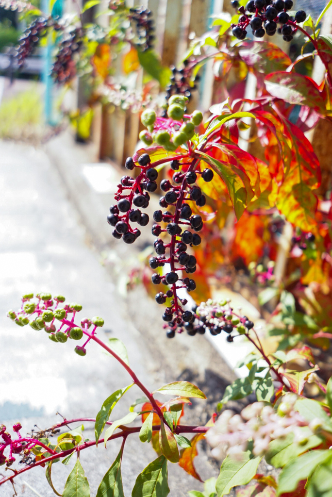 ヨウシュヤマゴボウ