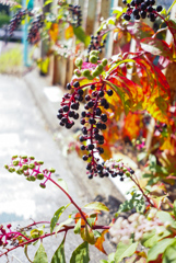 ヨウシュヤマゴボウ