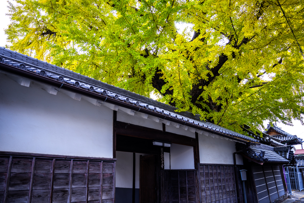 もうすぐイチョウが黄色くなりそう