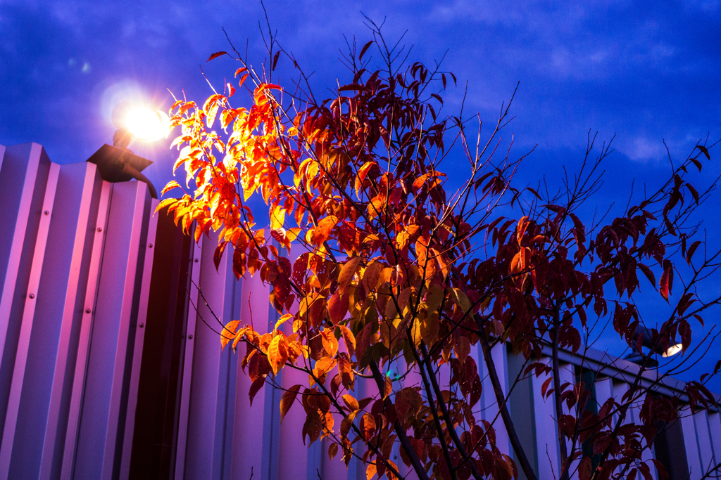 紅葉ライトアップ