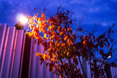 紅葉ライトアップ