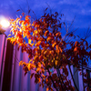 紅葉ライトアップ
