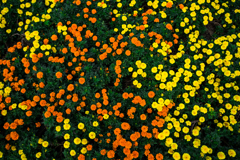 花の絨毯