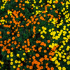 花の絨毯