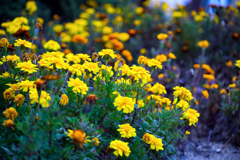 マリーゴールド