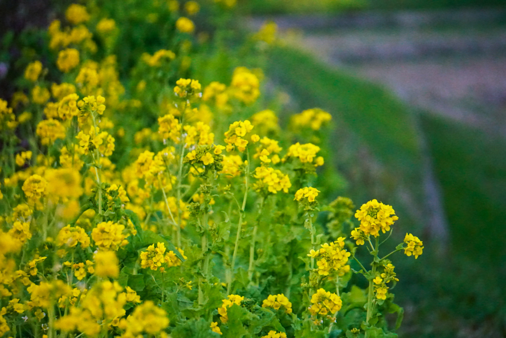 菜の花