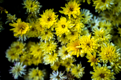 ジャーマンガーデンマム？