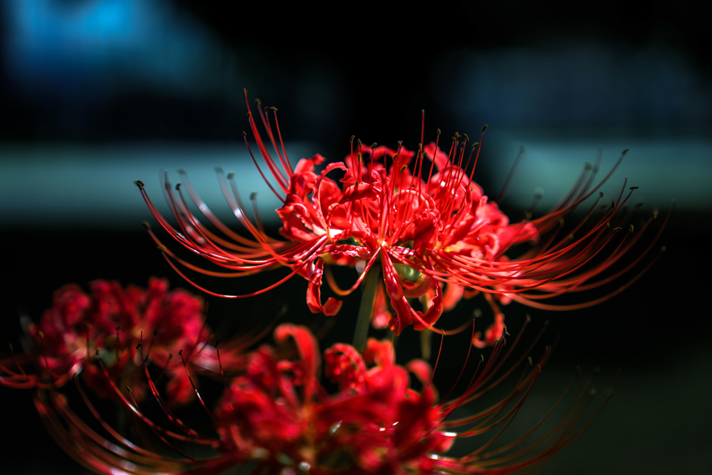 彼岸花