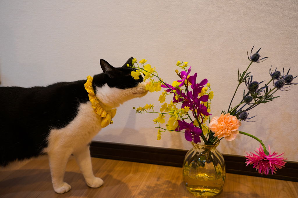 気になる猫