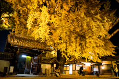 イチョウライトアップ