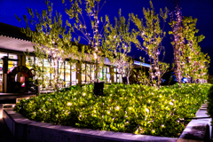 イルミネーション