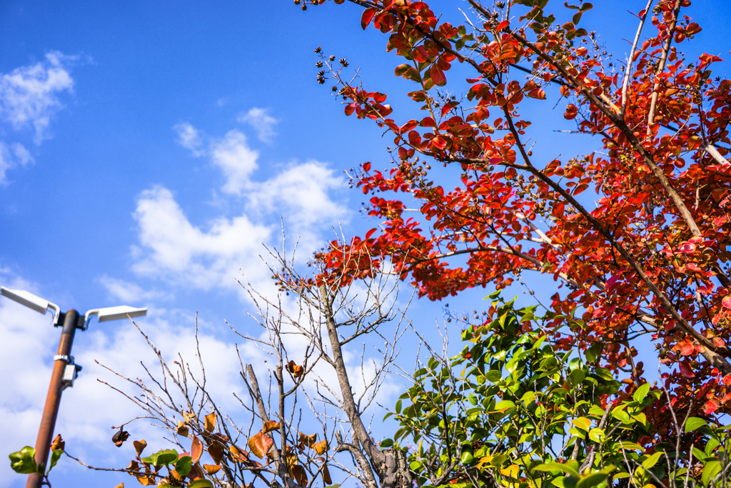 紅葉が始まった