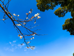 12月に桜が咲いてました