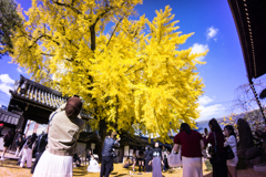 大きなイチョウのあるお寺