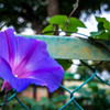 アサガオ