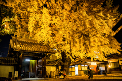 イチョウライトアップ