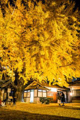 イチョウライトアップ