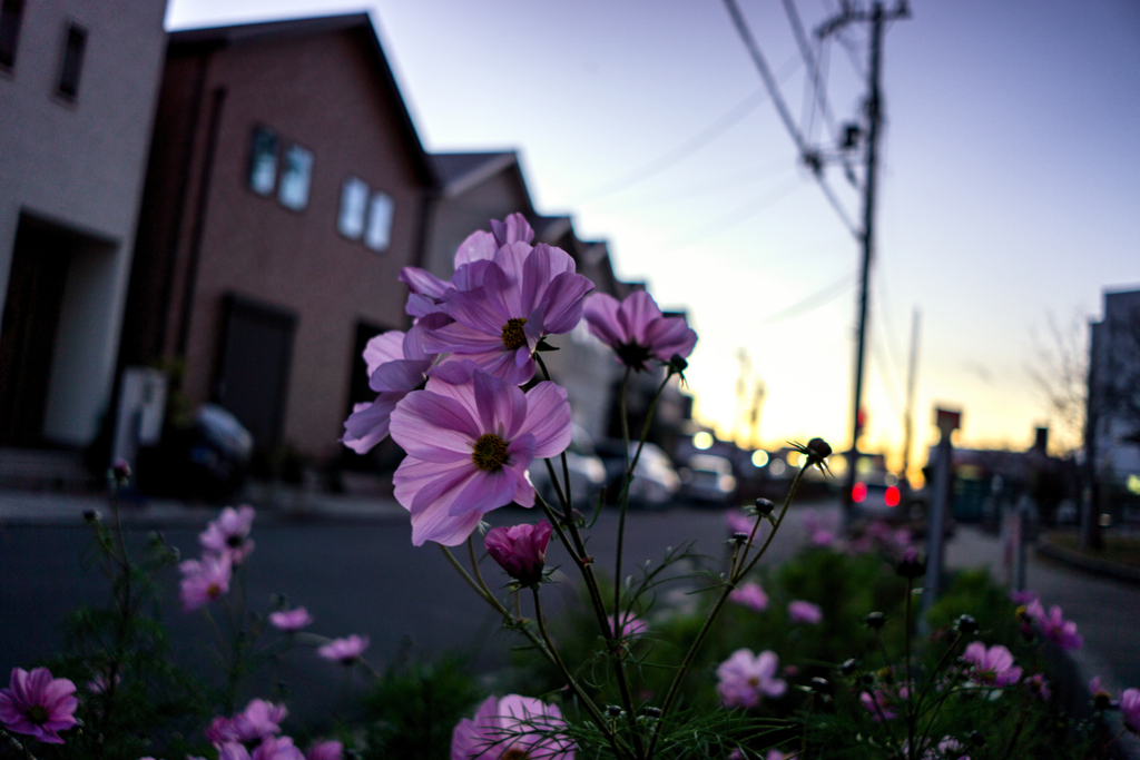 住宅街のコスモス