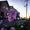 住宅街のコスモス