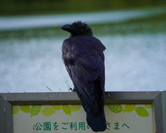 カラス