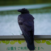 カラス