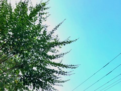 萩