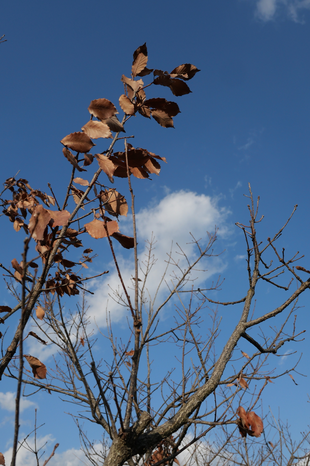 最後のひと頑張り