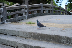 平和の使者