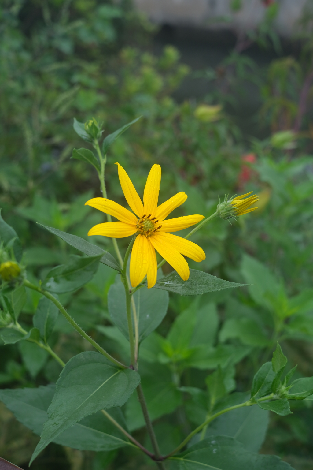 河辺に咲く花
