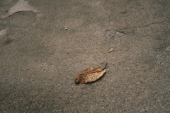 枯葉