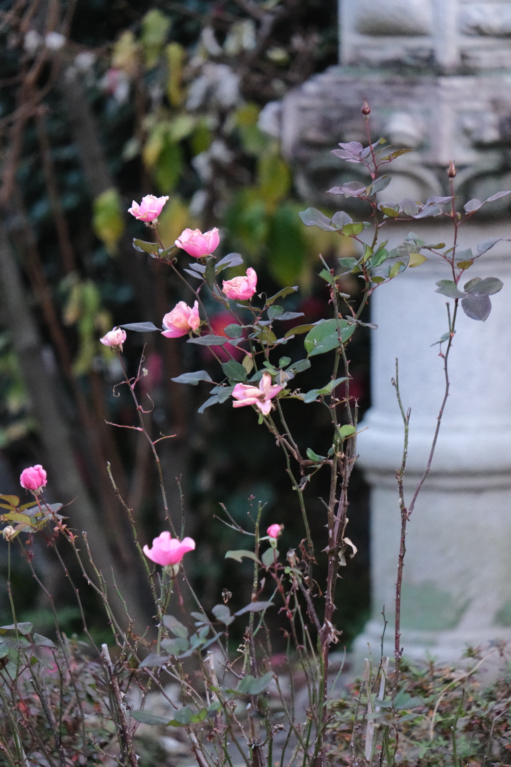 かわいい花（枯れかけだけどT^T）