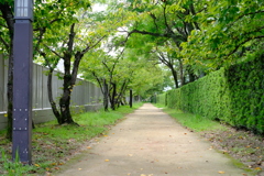 緑のトンネル