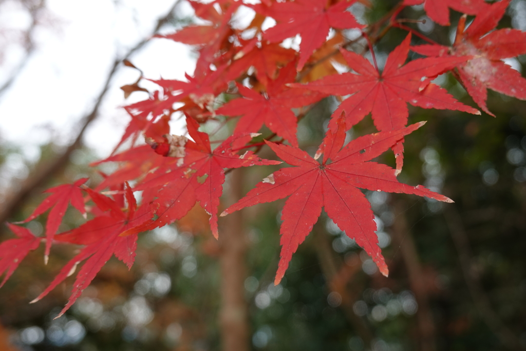 12月なのにがんばっている紅葉
