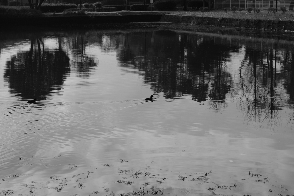 すーい、すい。