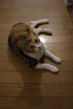 何かようですか？