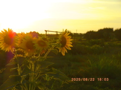 IMGP1773