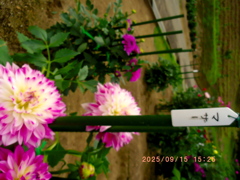 bbfe2eac-5ee6-4f70-8193-b4035ed5cf14-1_a