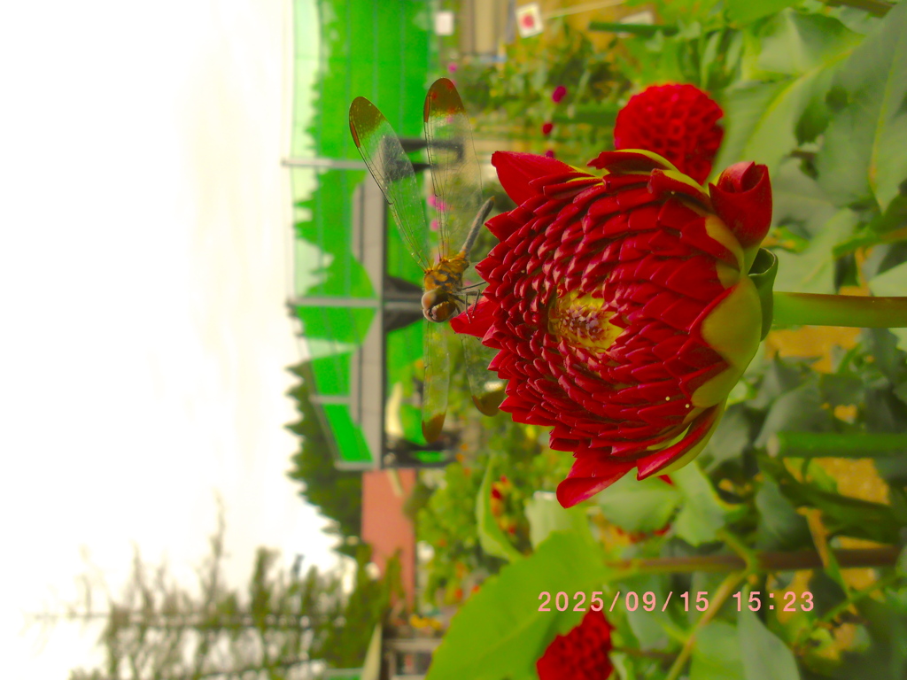 bbfe2eac-5ee6-4f70-8193-b4035ed5cf14-1_a