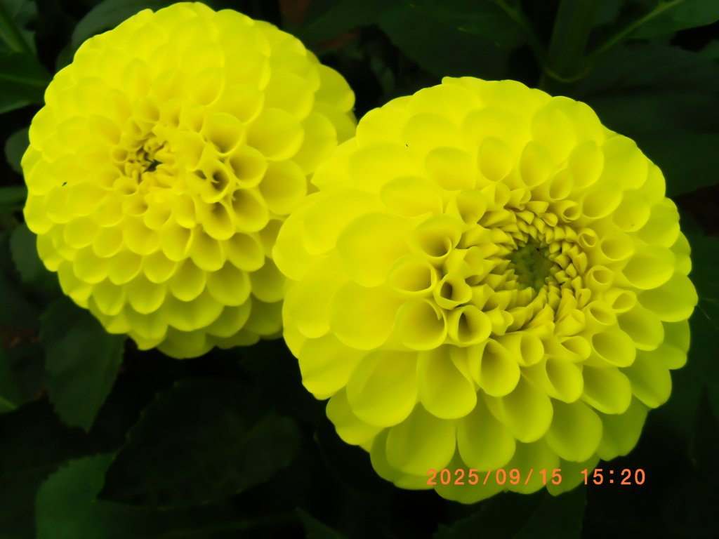 bbfe2eac-5ee6-4f70-8193-b4035ed5cf14-1_a
