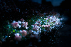 月光に浮かぶ花