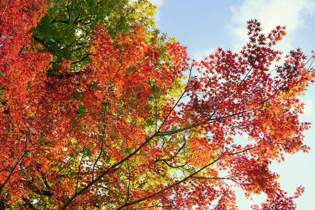 晴天と紅葉