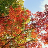 晴天と紅葉