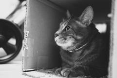 ねこ孫 part2