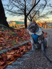 ねこ孫のお散歩スマホバージョン