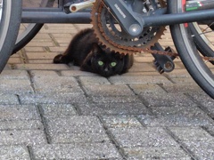 近所のネコ