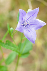 薄紫の花