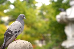 神社の鳩
