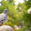 神社の鳩