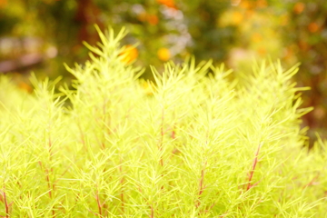 若葉の森
