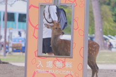 いらっしゃい